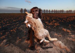 Bruine hond draagt konijn in akker bij zonsondergang, met bomenrij op achtergrond.