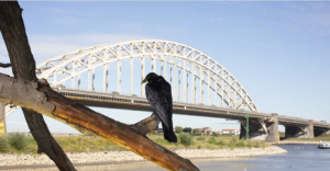 Kraai zit op tak met brug en rivier op achtergrond.