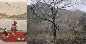 Oude Japanse schildering en foto van bloeiende kersenbomen.
