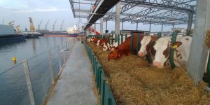 Koekoppen eten in een stal met haven en schepen op de achtergrond.