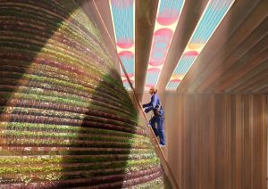 Boer klimt op ladder langs verticale groentenmuur met zonlicht.