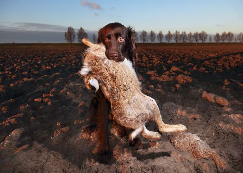 Bruine hond draagt konijn in akker bij zonsondergang, met bomenrij op achtergrond.