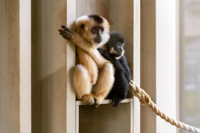 Twee gibbons, een lichte en een donkere, zitten naast elkaar op een houten richel.